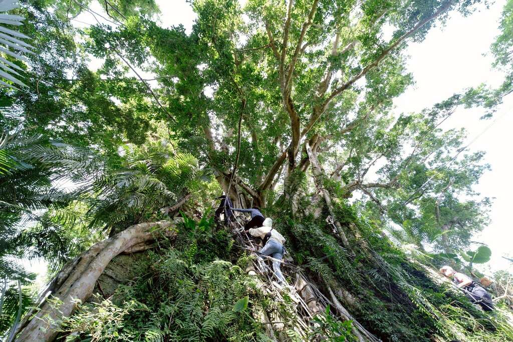 「净心慢旅行」以鸾山森林文化博物馆的自然场域为核心_图片取自台东县政府县政新闻