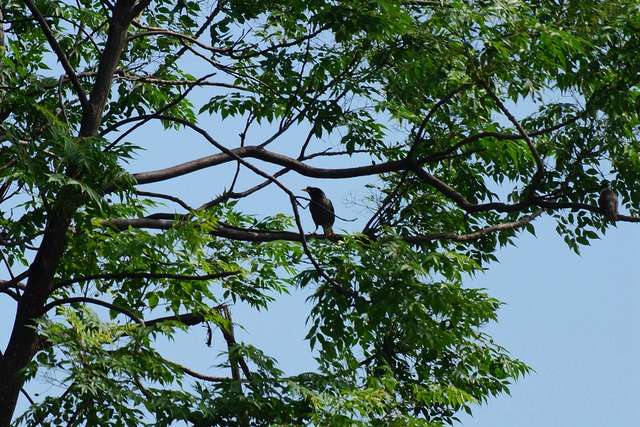 樹上的野鳥