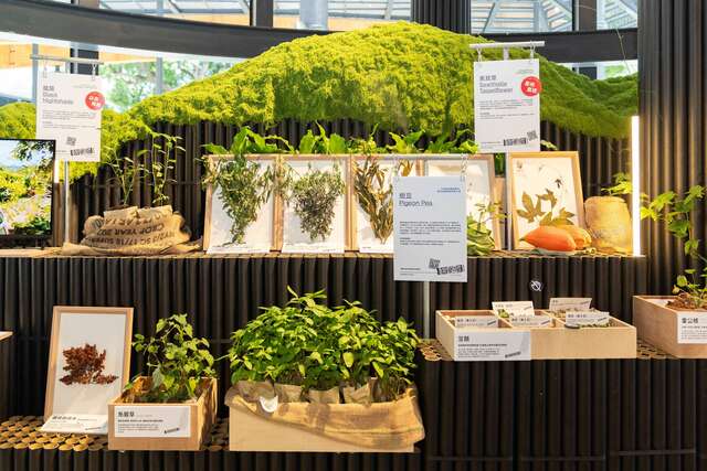 特色植物_圖片來源台東縣政府縣政新聞
