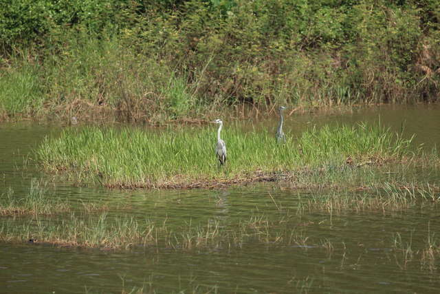 金龍湖