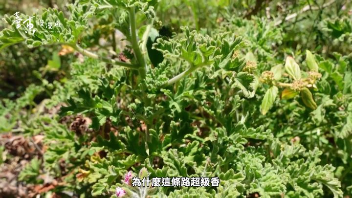 【臺東慢漫遊   -小村遠遠🌿】